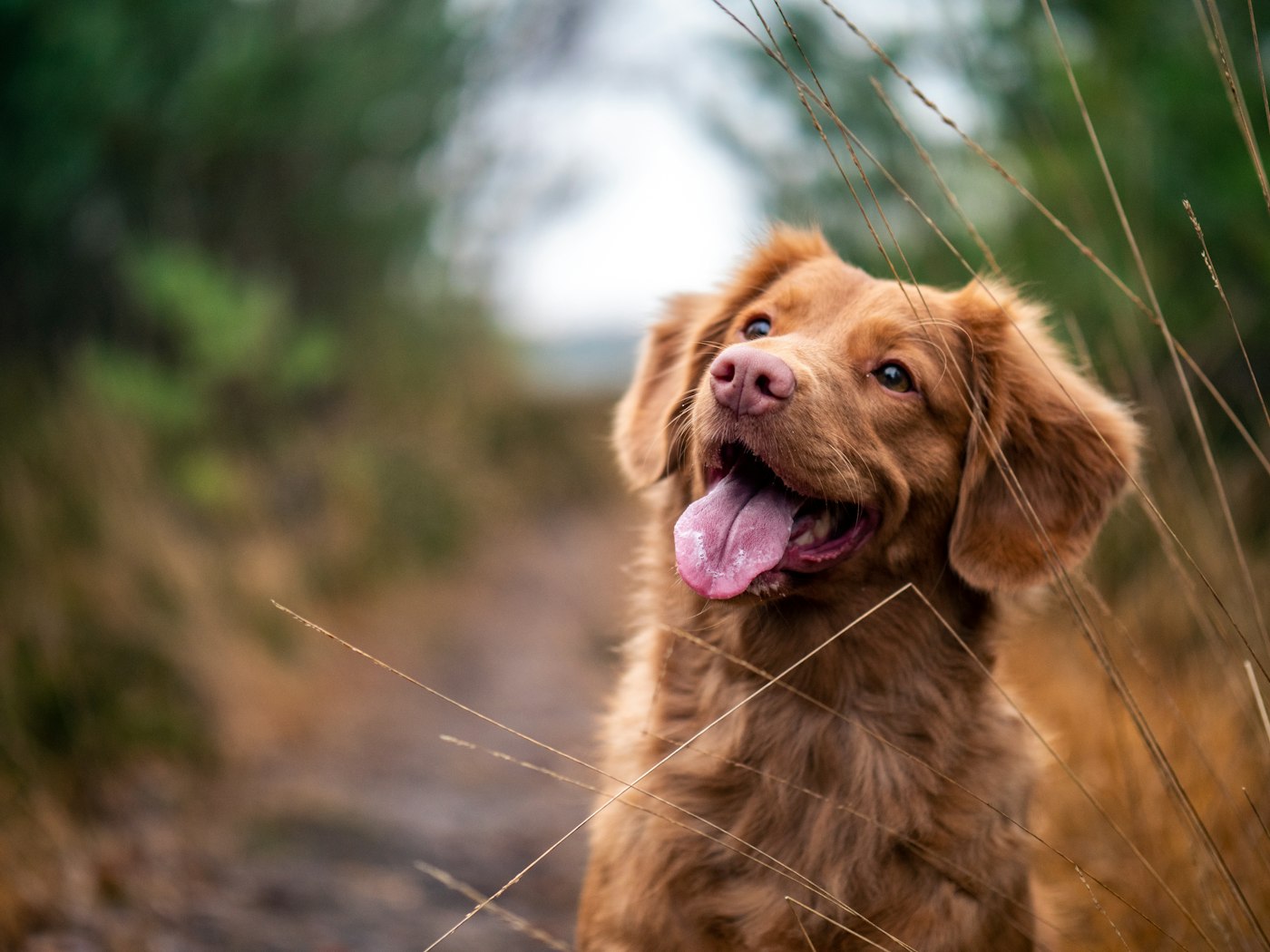 Brauner Hund sitzt an einem Feldweg