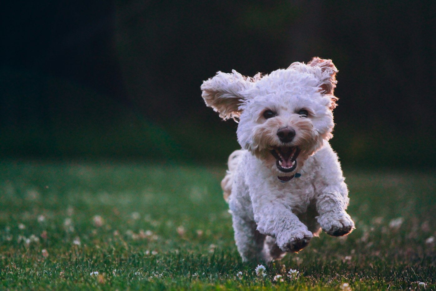 Weißer Hund läuft über eine Wiese