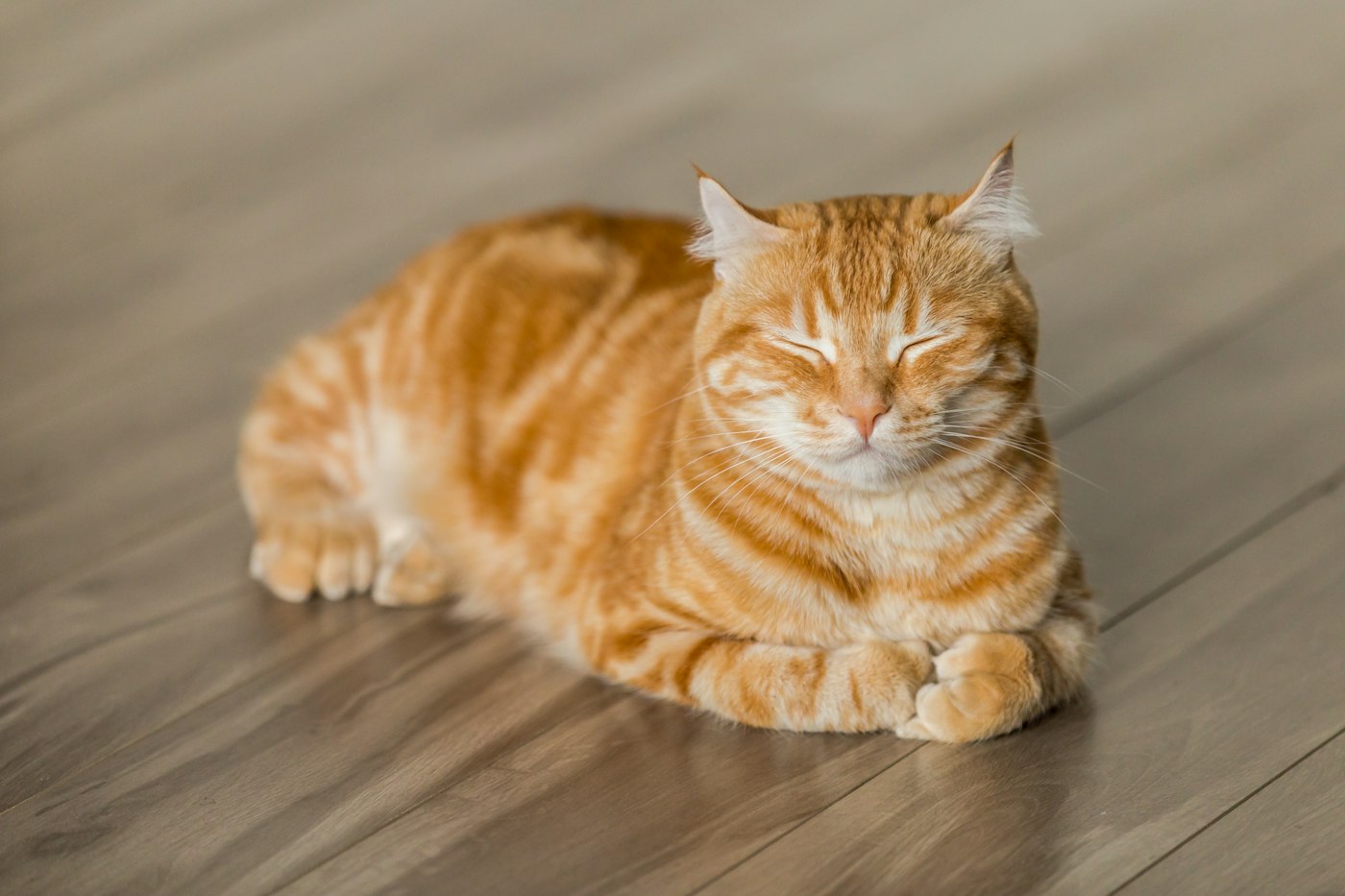 Rote Katze schläft auf einem Holzboden